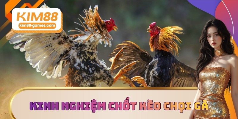Kinh nghiệm chốt kèo chọi gà bất bại Kinh nghiệm chốt kèo chọi gà bất bại